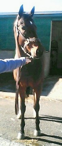 Call for more information on this Thoroughbred horse for sale.