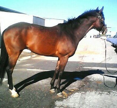 Trail was a former Prospect Horse for Sale -April 2006 
