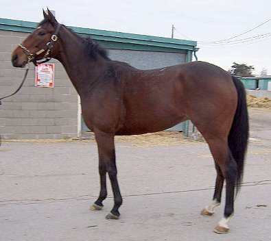 Trail was a former Prospect Horse for Sale - December 2005 