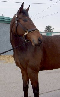 Trail was a former Prospect Horse for Sale - December2006 