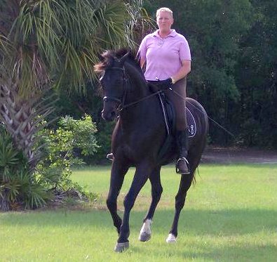 Robin's other horse, Alchemy