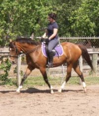 Vicky Vicky Vicky at a Marta Renilla dressage clinic.