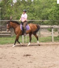 Vicky Vicky Vicky at a Marta Renilla dressage clinic.