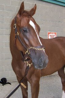 Voted Off was a former Prospect Horse for Sale.