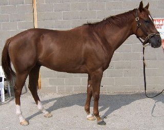 Thoroughbred horse for sale - chestnut gelding