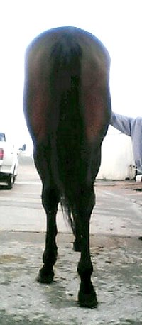 Three year old Thoroughbred gelding. Call for more information.