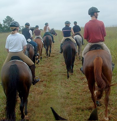 Bits & Bytes Farm Thoroughbred horses for sale at the Shamrock Hounds fox hunt territory.