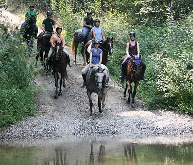 Thoroughbreds learning to cross water.