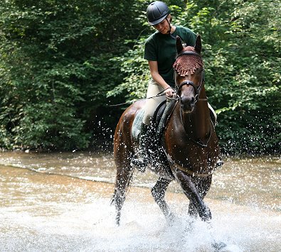 Conny rode her favorite Bits & Bytes Farm horse for sale, Tuck's St. Aly and they got to play in the water! 