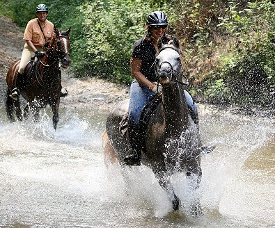 Our newest Thoroughbred Training Note is onTraining Thoroughbreds to Go Through Water. 