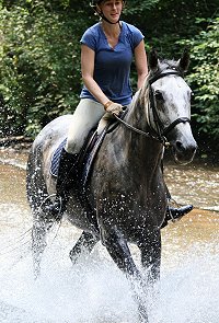 OTTB horse for sale - Barbo and Allison Moul.