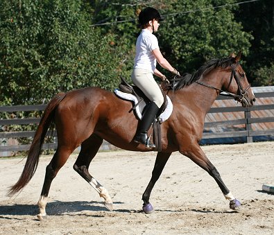 Most Always a Lady with Susan Llewallyn Goodman, DVM