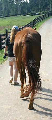 The tail should swing and flow from side to side