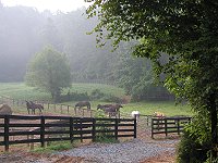 Our pastures have four board fencing and horse safe wire.