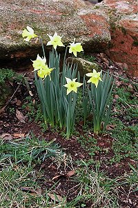 Spring flowers in February
