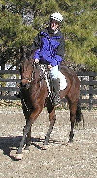 Ace's Angel - horse for sale