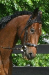 Ace's Angel - horses for sale at Bits & Bytes Farm