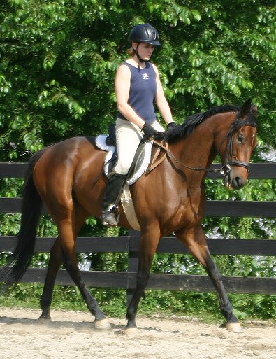 Ace's Angel - Thoroughbred for sale
