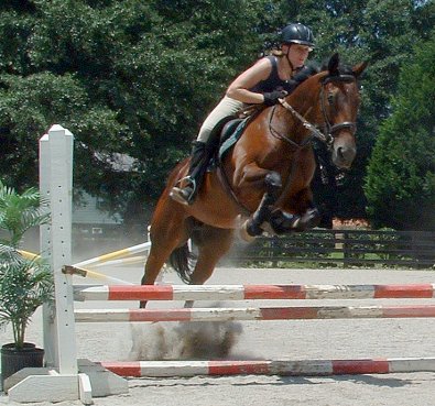Ace's Angel - Thoroughbred for sale