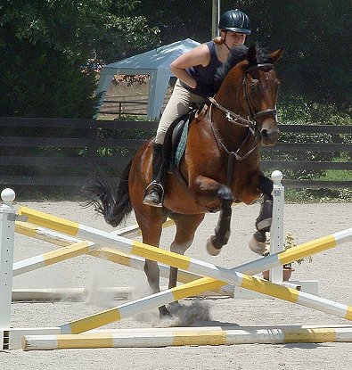 Thoroughbred horse for sale