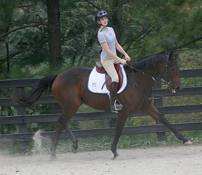 Bay Thoroughbred mare for sale at Bits & Bytes Farm