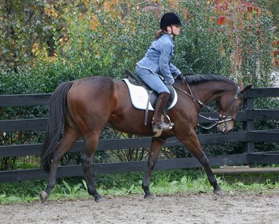 Bits & Bytes Farm - Thoroughbred mare for sale - Ace's Angel
