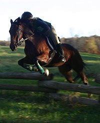 Ace's Angel on the cross country course at Oxer Farm