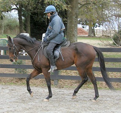 Ace's Angel - horses for sale at Bits & Bytes Farm