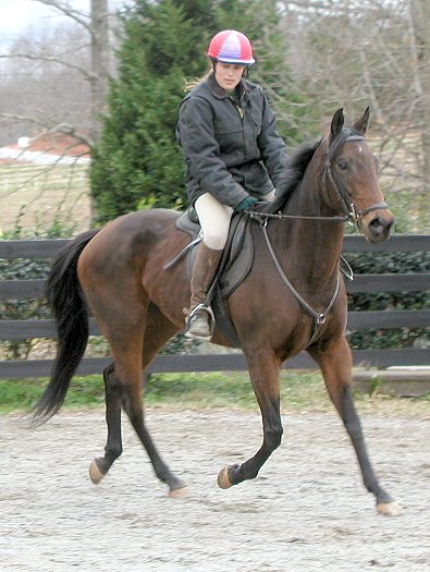 Ace's Angel - horses for sale at Bits & Bytes Farm