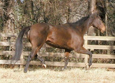 Ace's Angel - horses for sale at Bits & Bytes Farm