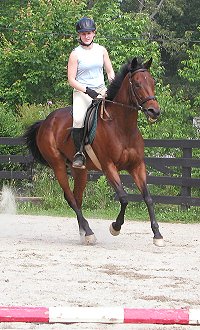 Thoroughbred horse for sale