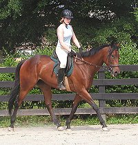 Thoroughbred horse for sale
