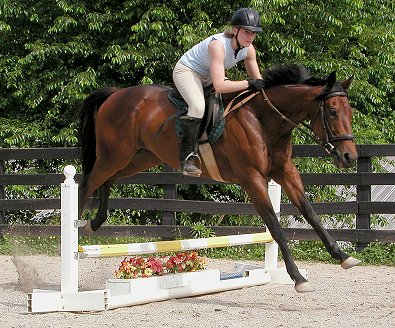 Thoroughbred horse for sale