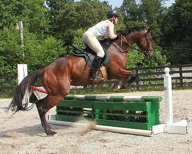 Ace's Angel - horses for sale at Bits & Bytes Farm