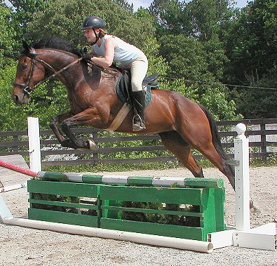 Thoroughbred horse for sale