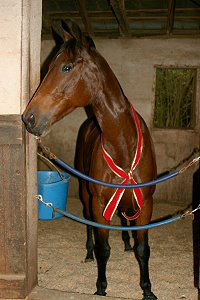 Ace's Angel waiting for her new mom.