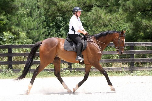 Thoroughbred Horse For Sale - Alys Alpha Boy with visitor Susan Dye at Bits & Bytes Farm in Canton, GA.