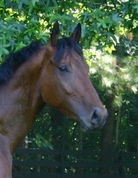 Former Bits & Bytes Farm Prospect Horse for Sale - Austin's Wolf. - June 2005