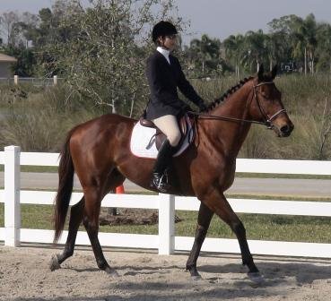 Austin's Wolf at the Suncoast horse show in Florida - February 7, 2007