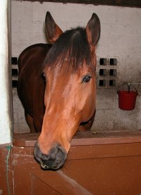 Austin's Wolf has made it to his new home in Florida.
