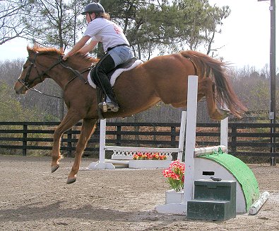 Baileysontherocks - Thoroughbred for sale at Bits & Bytes Farm