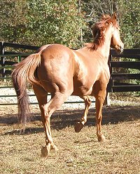 Horse for sale - Baileysontherocks