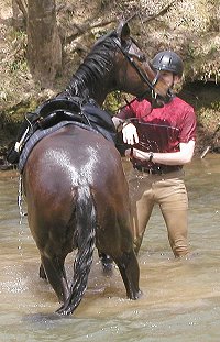 Thorougbreds are suited for all disciplines 