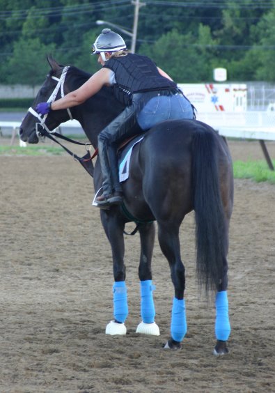 Blue Electra - Thoroughbred horse for sale