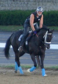 Blue Electra - Thoroughbred horse for sale