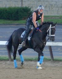 Blue Electra - Thoroughbred horse for sale