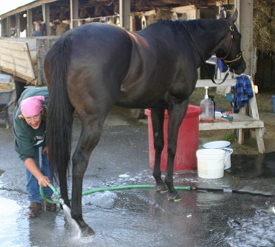 Blue Electra - Thoroughbred horse for sale