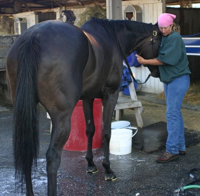 Blue Electra - Thoroughbred horse for sale