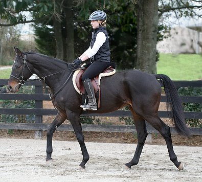 Bounced could also do dressage or eventing.