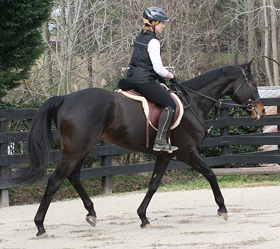 "Bounce" is a 16 hh, dark bay gelding who is turning four in April.